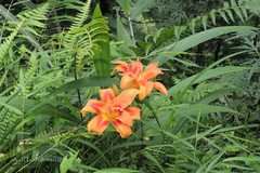 Hemerocallis fulva